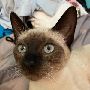 Not For Sale My beautiful Seven